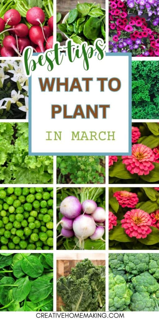 March is the perfect time to start sowing seeds for a beautiful summer garden. Explore our collection of recommended flowers and vegetables and get inspired to grow your own vibrant paradise!