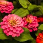 Get ready for a bountiful garden with our list of top seeds to plant in March! From colorful blooms to fresh veggies, find the perfect plants to kickstart your spring garden.