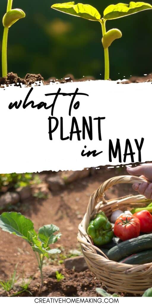 Make the most of May with our expert tips on what to plant this month. From fragrant herbs to stunning annuals and vegetables, find your perfect picks for a flourishing garden.