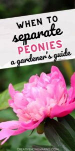 When To Separate Peonies: A Gardener's Guide - Creative Homemaking