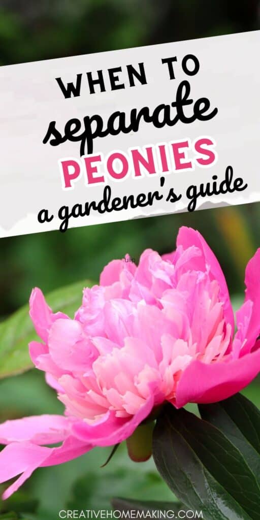 Learn the art of dividing peonies for a more abundant and beautiful garden. Find out when and how to separate peonies for optimal growth.