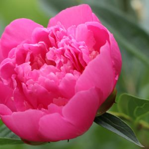 Discover the best time to separate peonies for a vibrant and flourishing garden! Our expert tips will help you achieve stunning blooms.
