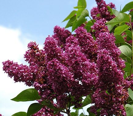 Spectacular Flowering Lilac Charles Joly Potted Plant, Great as a Accent Plant, Starter Plant