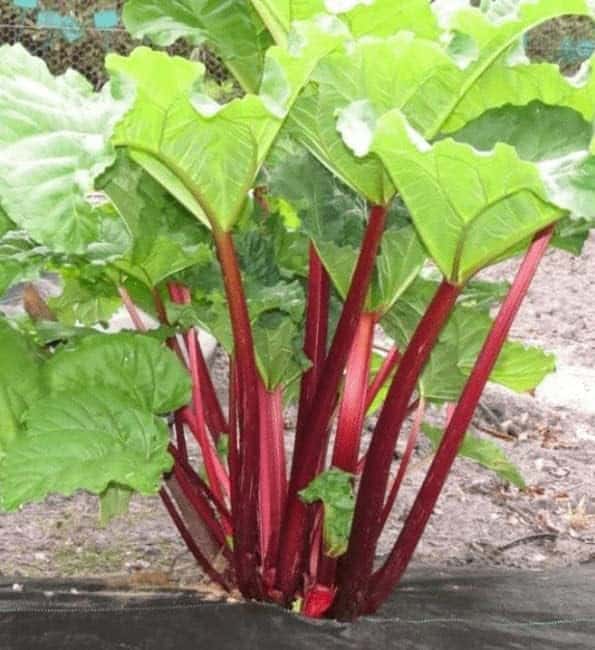 Perennial Rhubarb Crown Ready to Plant | Easy to Grow, Comes Back Every Year (1 Pack)