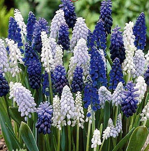 Delft Blue Grape Hyacinth Mix 20 Bulbs - Muscari - 8/9 cm Bulbs