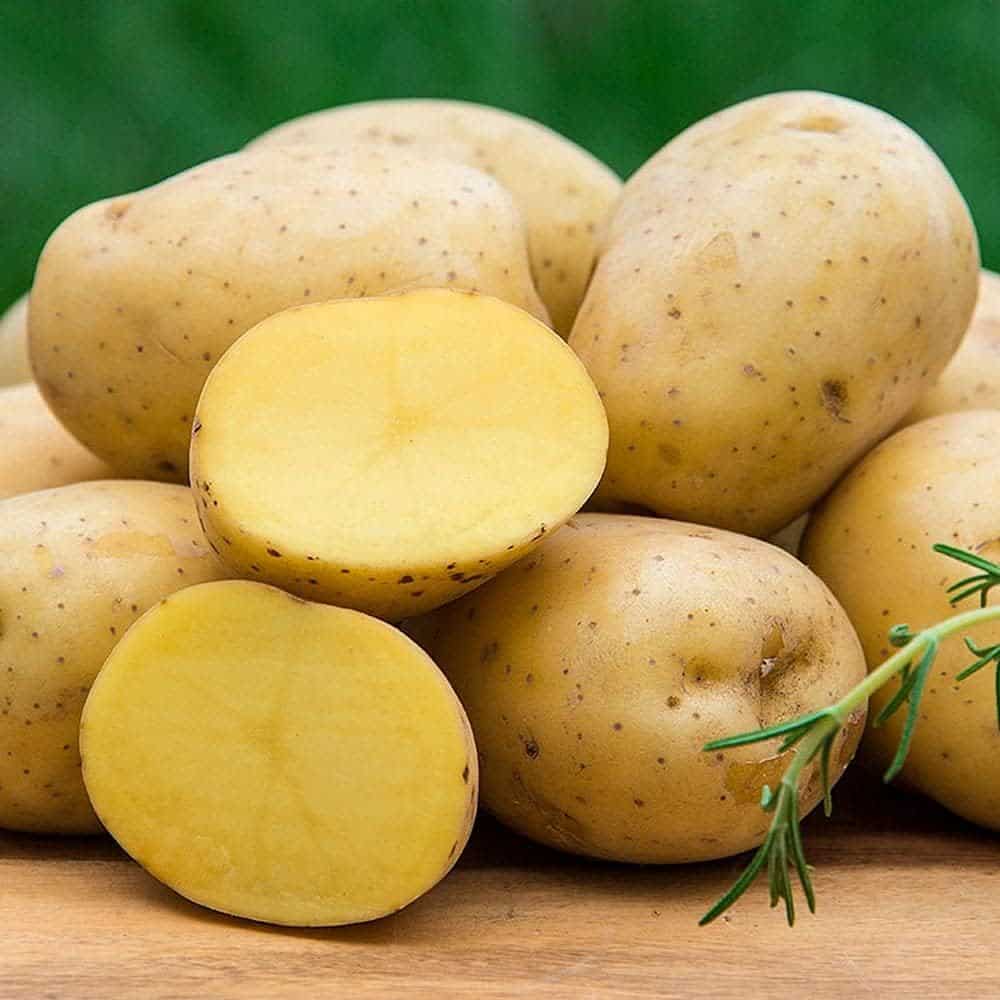 Gurney's Seed & Nursery Company Yukon Gold Seed Potato - Best Early Eating Potato on The Market - Includes one 2-lb Bag
