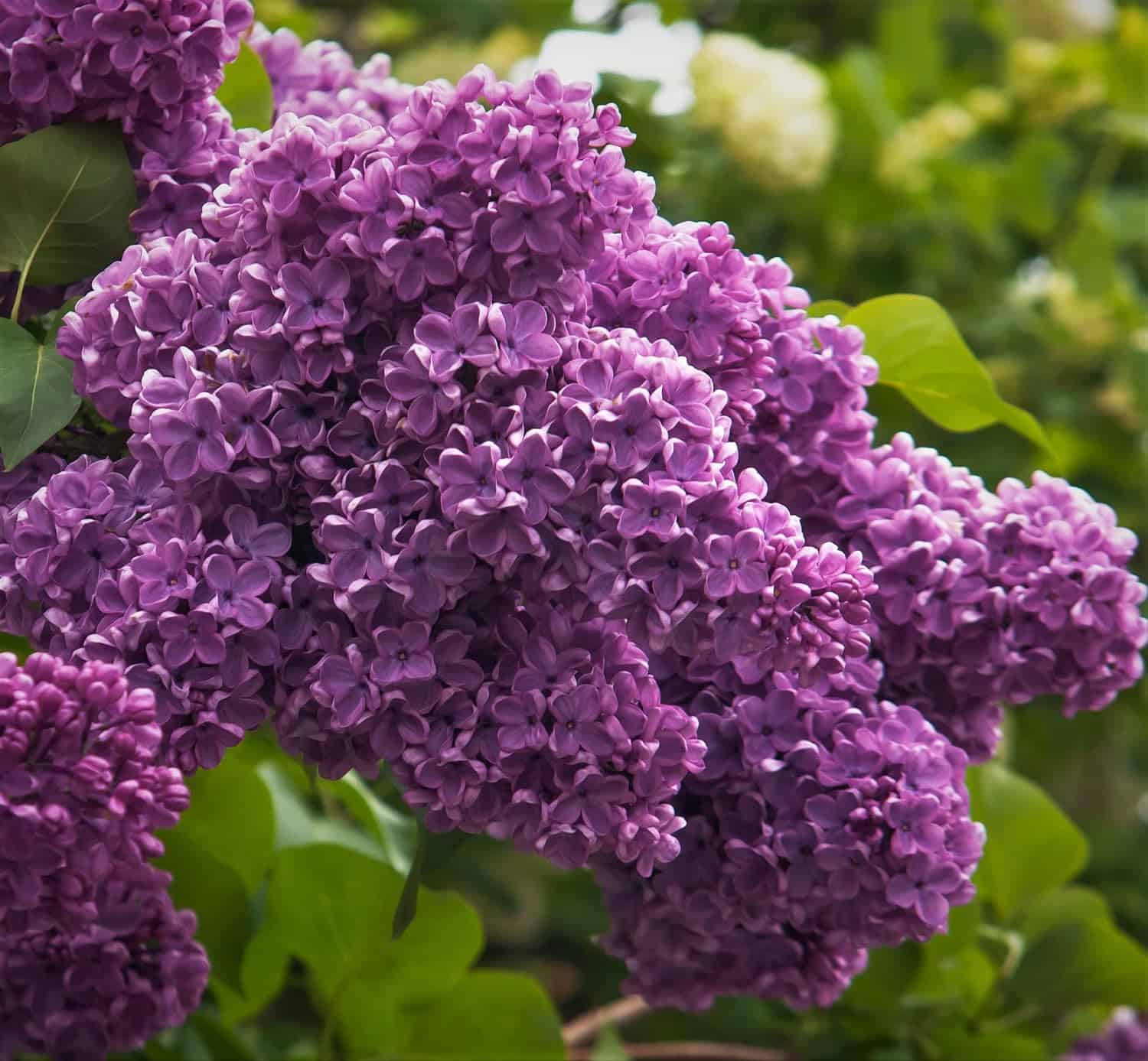 Spectacular Purple Lilac Potted Plant, 6-12