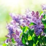 Uncover the secrets of lilacs and their edibility in this fascinating article. From floral teas to innovative dishes, learn how to harness the unique flavors of these stunning flowers.