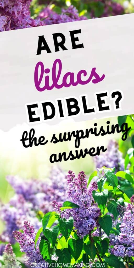 Explore the intriguing world of edible flowers with this in-depth article on the culinary potential of lilacs. Discover whether these beautiful blooms can be incorporated into your favorite recipes!