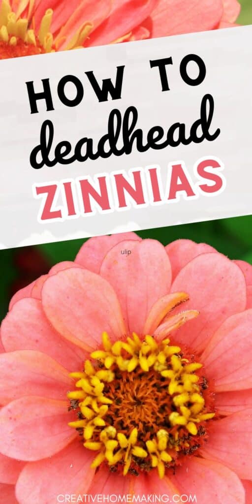 Discover the art of deadheading zinnias to promote new growth and enhance the beauty of your garden. Follow our simple instructions for stunning results!