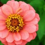 Learn how to deadhead zinnias for continuous blooms with our easy step-by-step guide. Keep your garden vibrant and colorful all season long!
