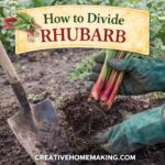Learn how to divide rhubarb the easy way to rejuvenate old plants, grow healthier stalks, and get bigger harvests. Step-by-step tips for when and how to split rhubarb crowns successfully.