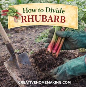 Learn how to divide rhubarb the easy way to rejuvenate old plants, grow healthier stalks, and get bigger harvests. Step-by-step tips for when and how to split rhubarb crowns successfully.