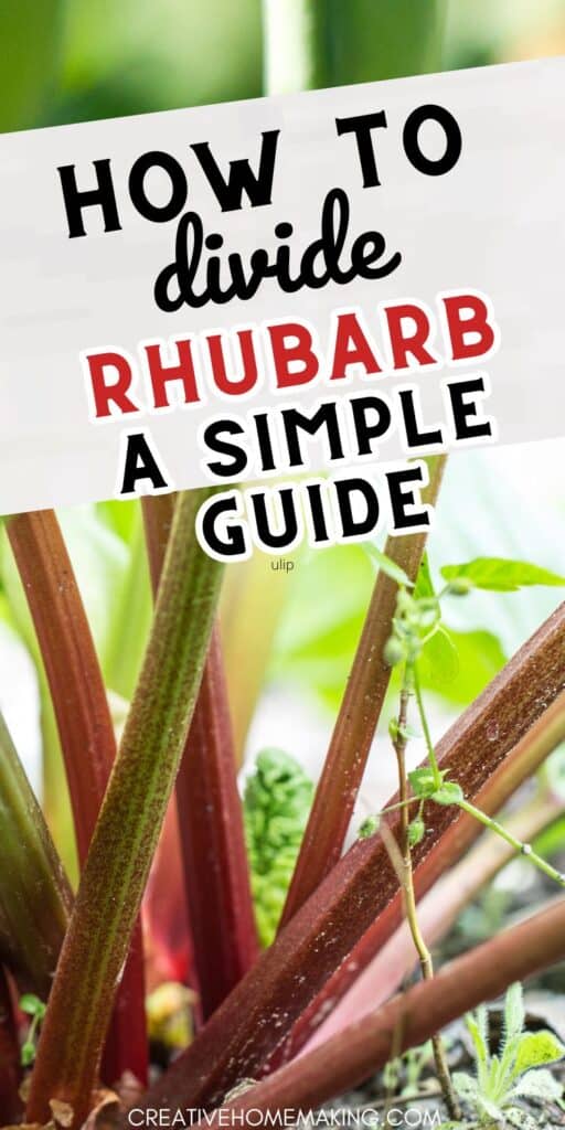 Looking to expand your rhubarb patch? Our step-by-step tutorial on dividing rhubarb will help you multiply your plants effortlessly. 