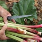 Transform your garden with our simple guide on how to divide rhubarb plants. Discover the secrets to propagating rhubarb for a bountiful harvest!