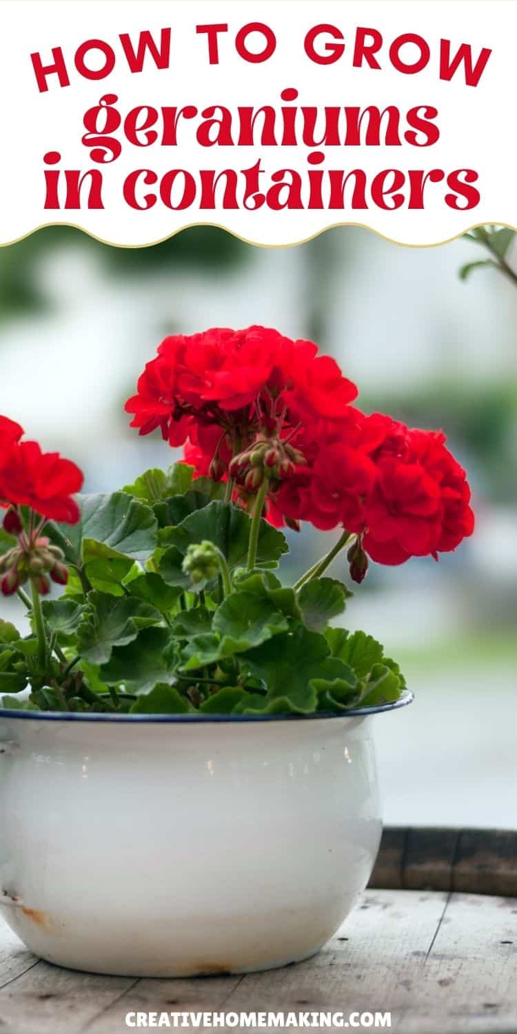 How to Grow Stunning Geraniums in Containers Vibrant geraniums blooming in colorful containers on a patio.