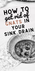 Gnats in Sink Drain: How to Get Rid of Them - Creative Homemaking
