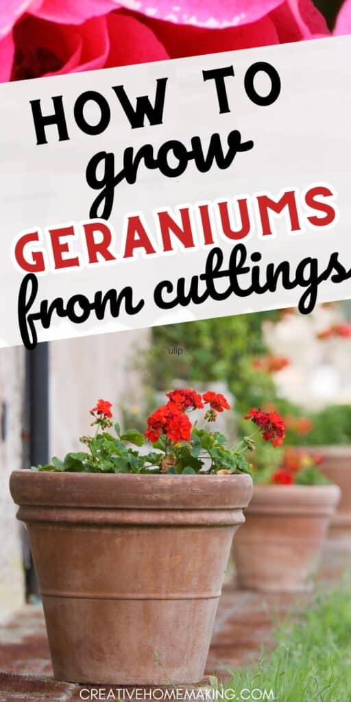 Learn how to propagate geraniums from cuttings and create a stunning garden oasis. Our simple tips will help you succeed in growing these beautiful flowers.