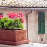 Discover the secrets to growing gorgeous geraniums from cuttings with our easy step-by-step guide. Perfect for adding vibrant color to your garden or home!