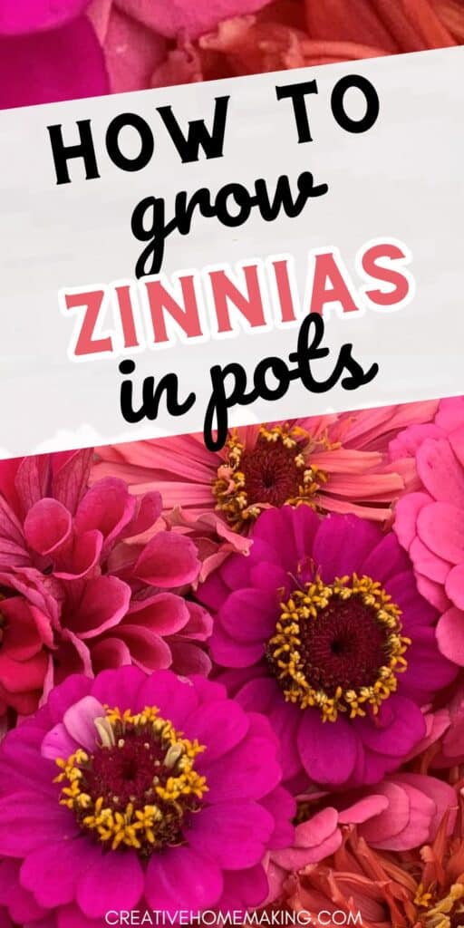 Get inspired to cultivate zinnias in pots with these helpful tips and tricks. Transform your small space into a flourishing zinnia garden!