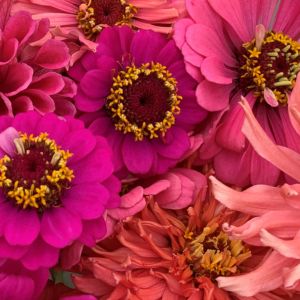 Elevate your container gardening game with these expert tips on growing zinnias in pots. Get ready to add vibrant color to your outdoor space!