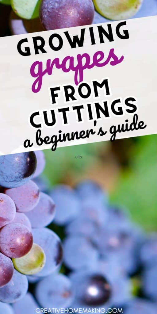 Unlock the potential of your garden by learning how to grow grapes from cuttings. Our expert tips will help you propagate grapevines like a pro, bringing a taste of the vineyard to your backyard.