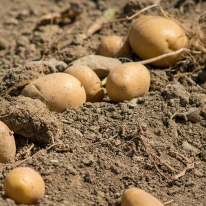 Get ready for a bountiful fall harvest! Learn how to plant potatoes in the fall with our step-by-step guide. Discover the secrets to successful potato growing and enjoy a delicious homegrown harvest.