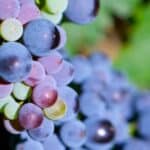 Learn the art of grape vine pruning with these expert tips and techniques. Keep your vines healthy and productive with proper pruning methods.