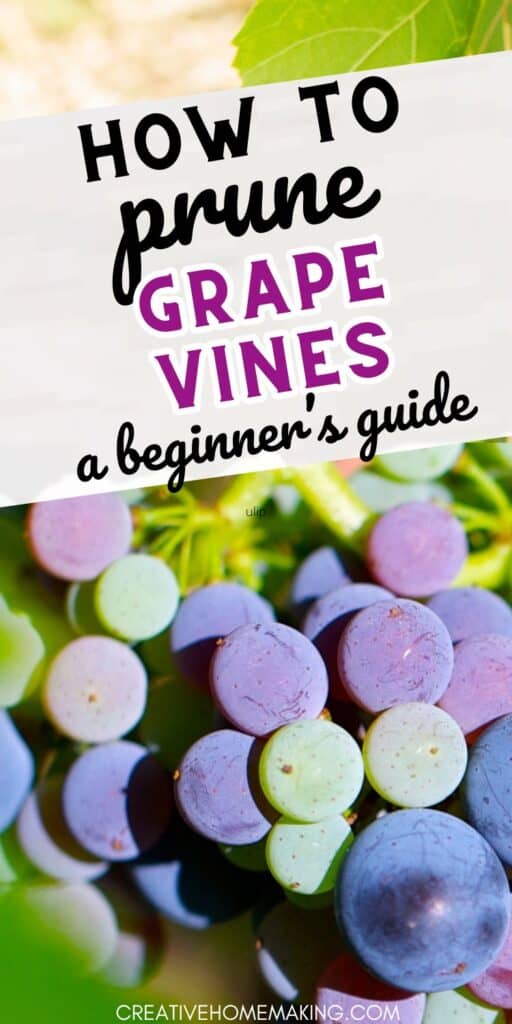 Discover the secrets of successful grape vine pruning to ensure a bountiful harvest. Follow these step-by-step instructions for a thriving vineyard.