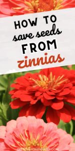 How to Save Seeds from Zinnias: A Beginner's Guide - Creative Homemaking