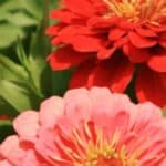 Get inspired to save zinnia seeds and create a sustainable garden with our easy-to-follow tips and tricks.