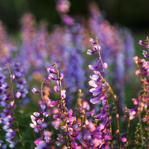 Get ready for a stunning spring garden! Find out the ideal timing for planting flowers to ensure a burst of color and beauty when the season arrives.