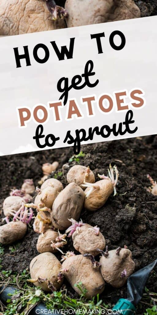 Learn how to encourage potato sprouting with these helpful tips and tricks. Start growing your own potatoes at home!