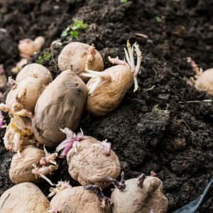 Discover the secrets to sprouting potatoes at home with these easy and effective methods. Get your potato garden started today!