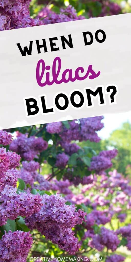 Embrace the beauty of spring with our guide on when lilacs bloom. Discover the best time to enjoy these fragrant blossoms in your garden.