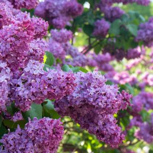 Learn about the blooming season of lilacs and add a touch of elegance to your outdoor space. Find out when to expect these stunning flowers in full bloom.