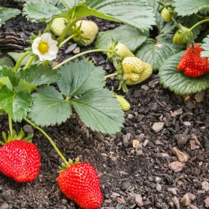 Find out the best time to cut strawberry runners for healthy, productive plants. Our guide will help you master this essential gardening technique!