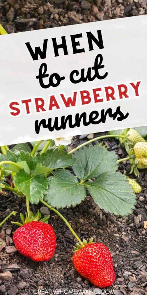 Unlock the secrets of when to cut strawberry runners for maximum fruit production. Follow our advice to maintain a thriving strawberry garden all season long!