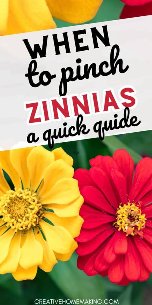 Maximize your zinnia garden with our guide on when to pinch for beautiful, bushy plants.