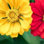 Discover the art of pinching zinnias at the right time for stunning garden blooms.