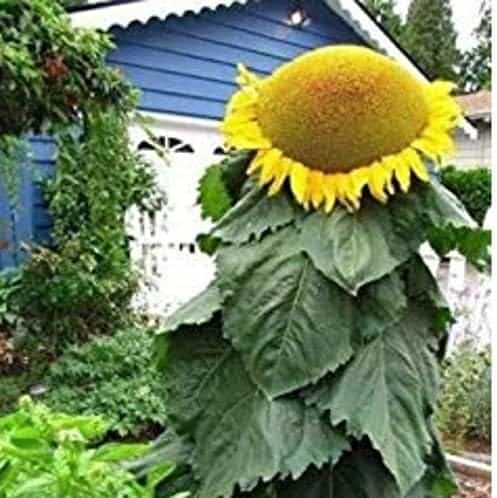Biggest Sunflower in The World | 10 Seeds to Grow | Mongolian Sunflower Seeds, Huge 18 Inch Flowers