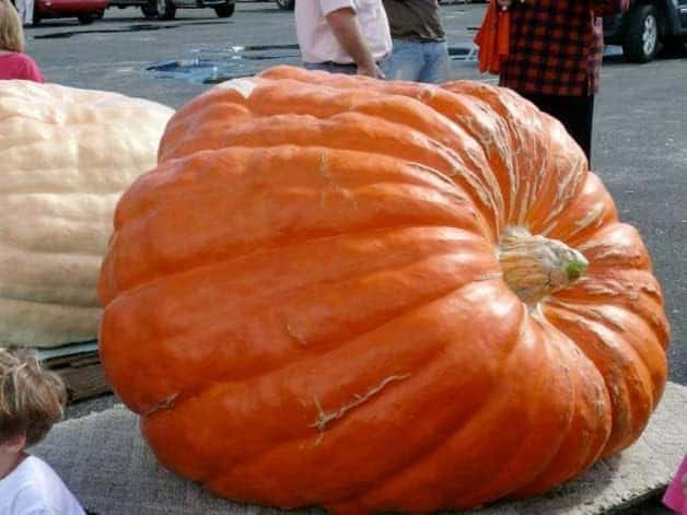 Big Max Pumpkin Seeds, Grows Huge Pumpkins That Look Great, Non-GMO/Treated, Perfect for Growing Exceptionally Large or Growing Smaller for Carving. A Classic Halloween Pumpkin Seed, 10 Choice Seeds