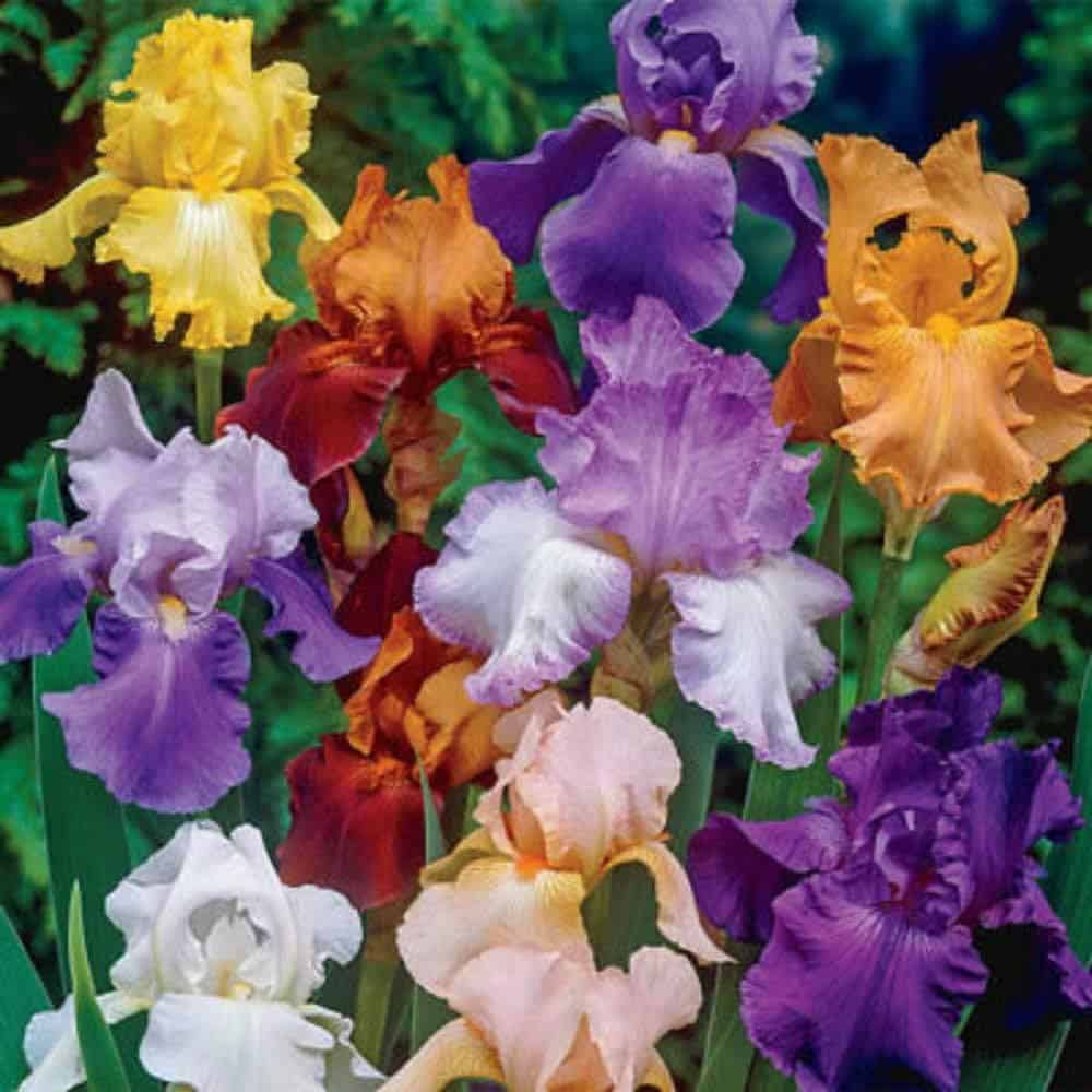 Bearded Iris Mixed Colors 5 Bulbs Plant