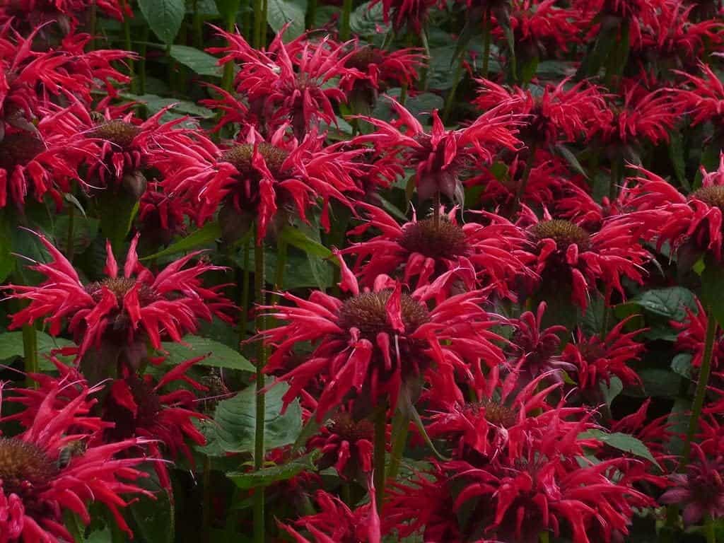 3 Bee Balm Gardenview Scarlet Plants in 3 Separate 4 inch containers