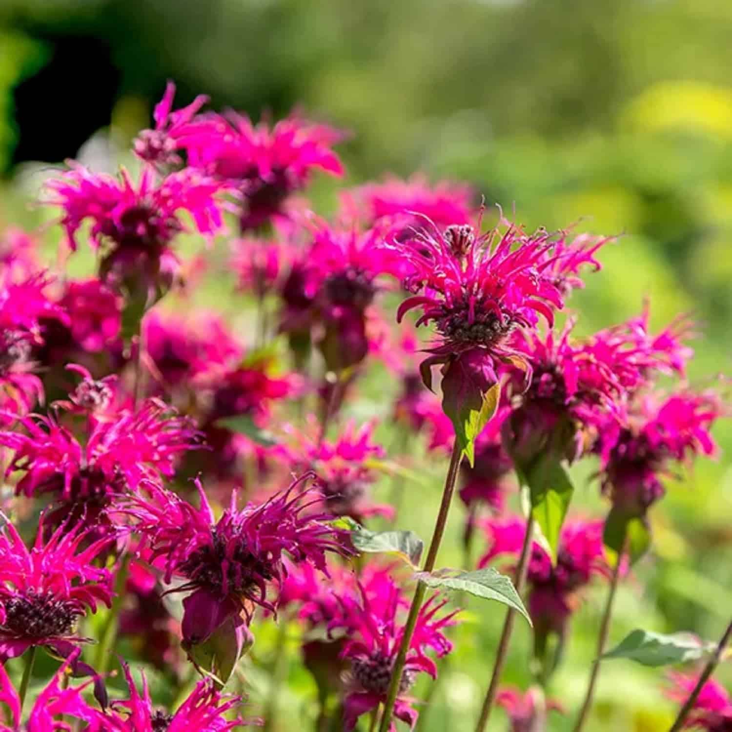 Monarda 'Balmy Pink',Pink Bee Balm Seed,Bergamot 100 Seeds Perennial Flowering Plant