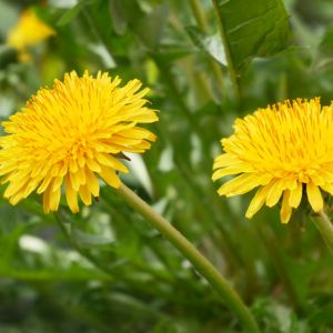 Explore the culinary versatility of dandelions with these creative and delicious recipes, from refreshing dandelion teas to flavorful dandelion pesto.