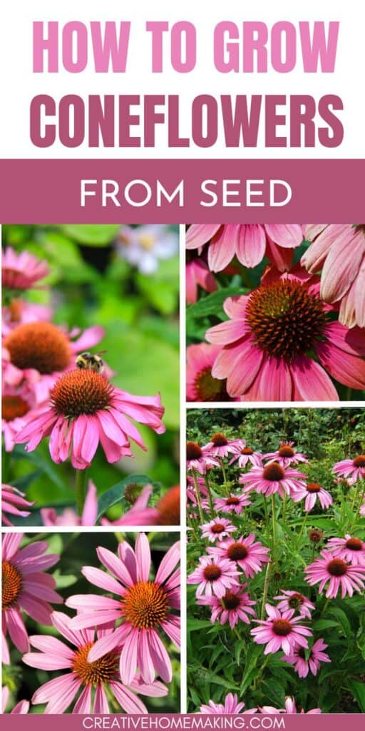 Ready to try growing coneflowers from seed? Everything from selecting the perfect seeds to caring for these resilient, pollinator-friendly flowers in your garden.