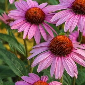 Unlock the magic of growing coneflowers from seed with our step-by-step guide! Expert tips on sowing, nurturing, and enjoying the vibrant beauty of these beloved garden blooms.