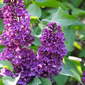 Discover the art of propagating lilacs from cuttings with our comprehensive guide. Learn the essential steps for successfully nurturing and growing your own lilac plants at home.