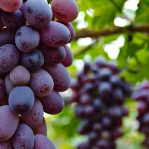 Transform your garden with lush grapevines on a trellis! Explore the secrets to successful grape cultivation and elevate your outdoor space with bountiful harvests.